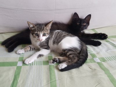 Atena e Oreo