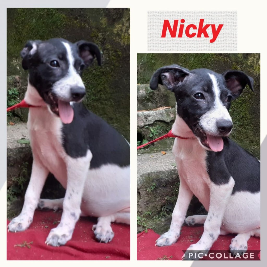 Nicky Filhotinho