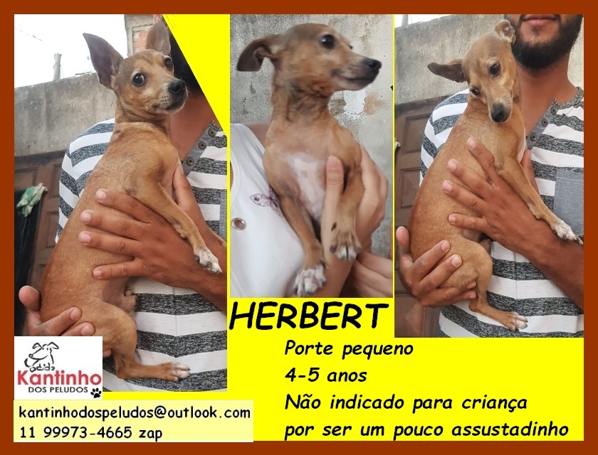 Herbert Pequenino