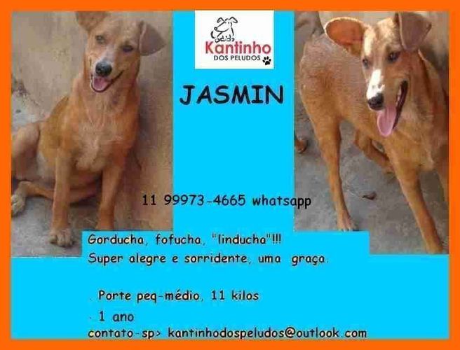 Jasmin