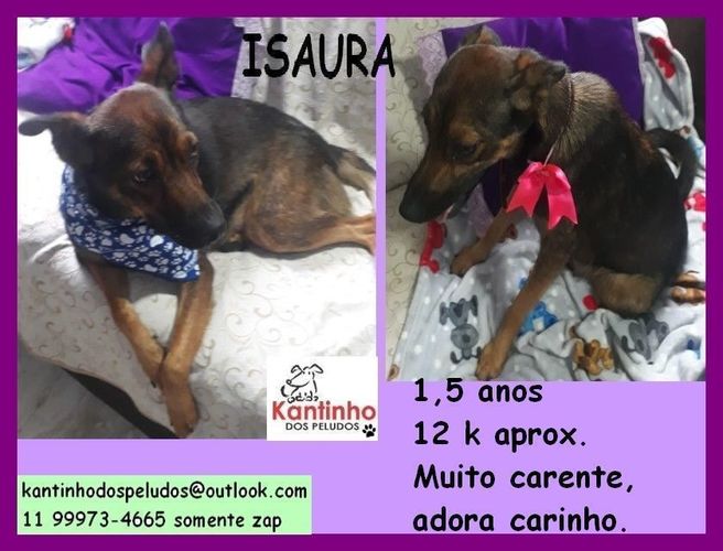 Isaura