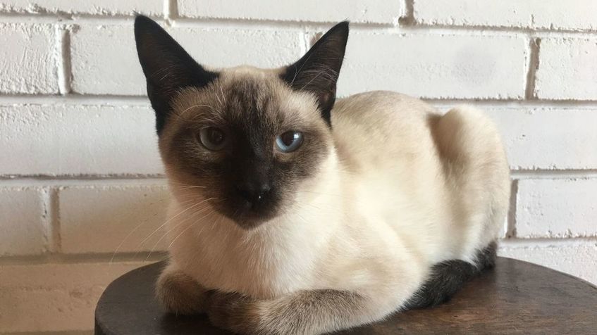 FERNANDO