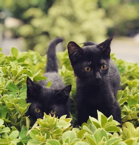 Gatinhos