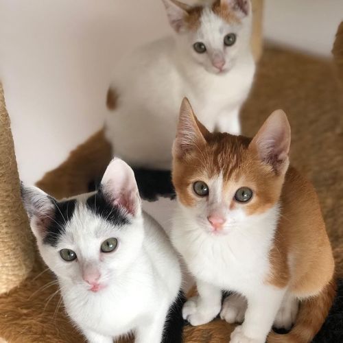 Vários gatinhos lindos