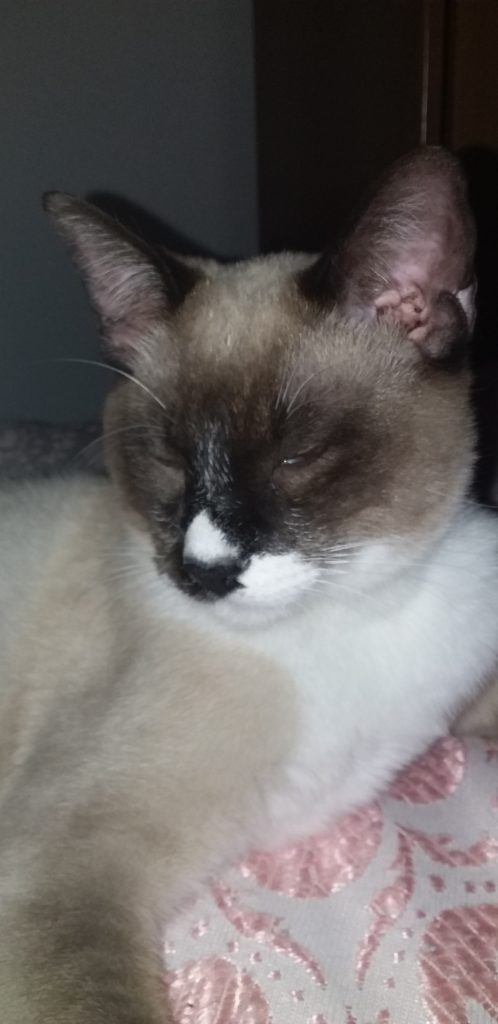 Gato macho