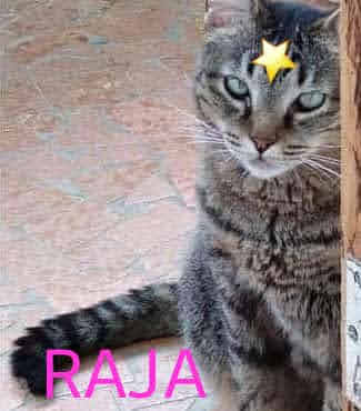 Raja