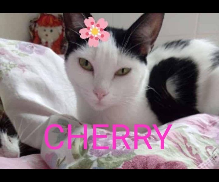 Cherry