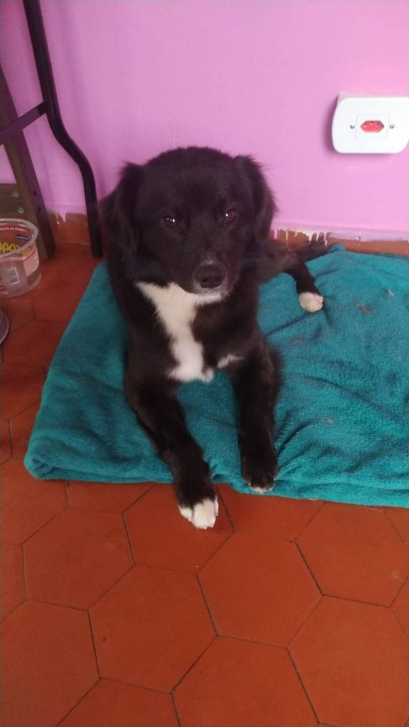Ursinho