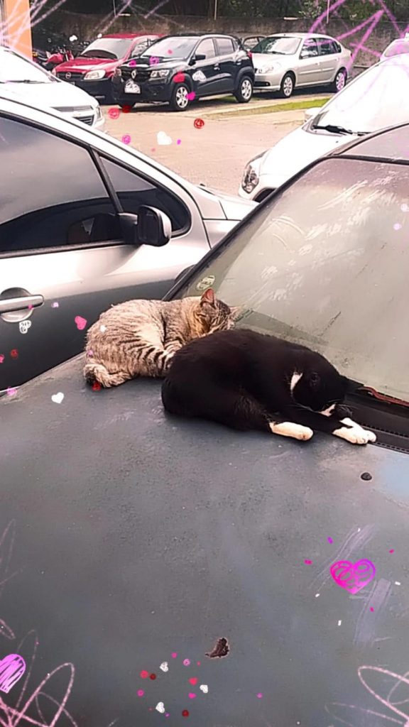 Gatos - Adoção responsavel