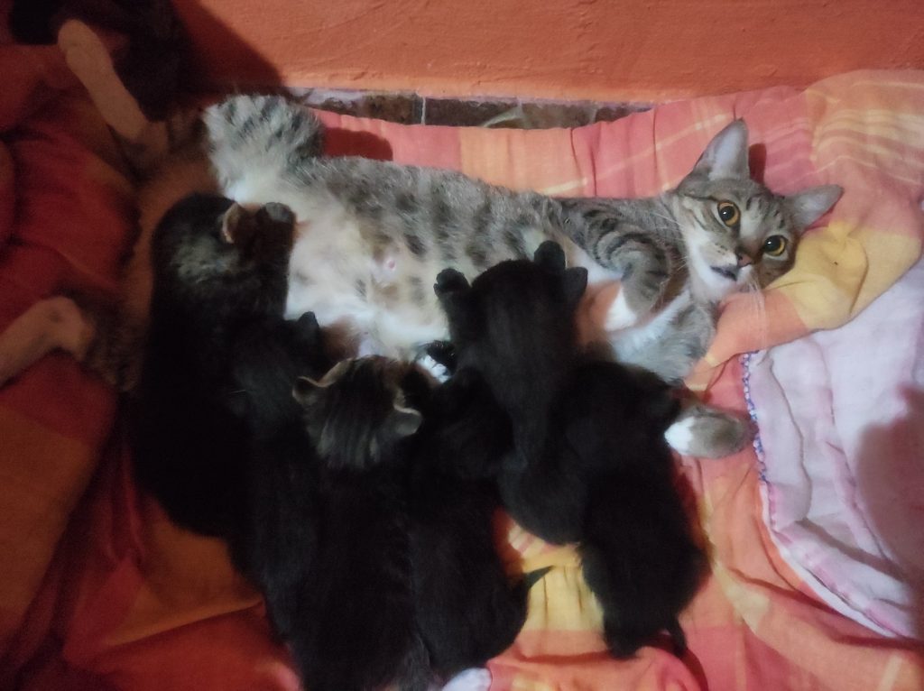 Pequenos anjos