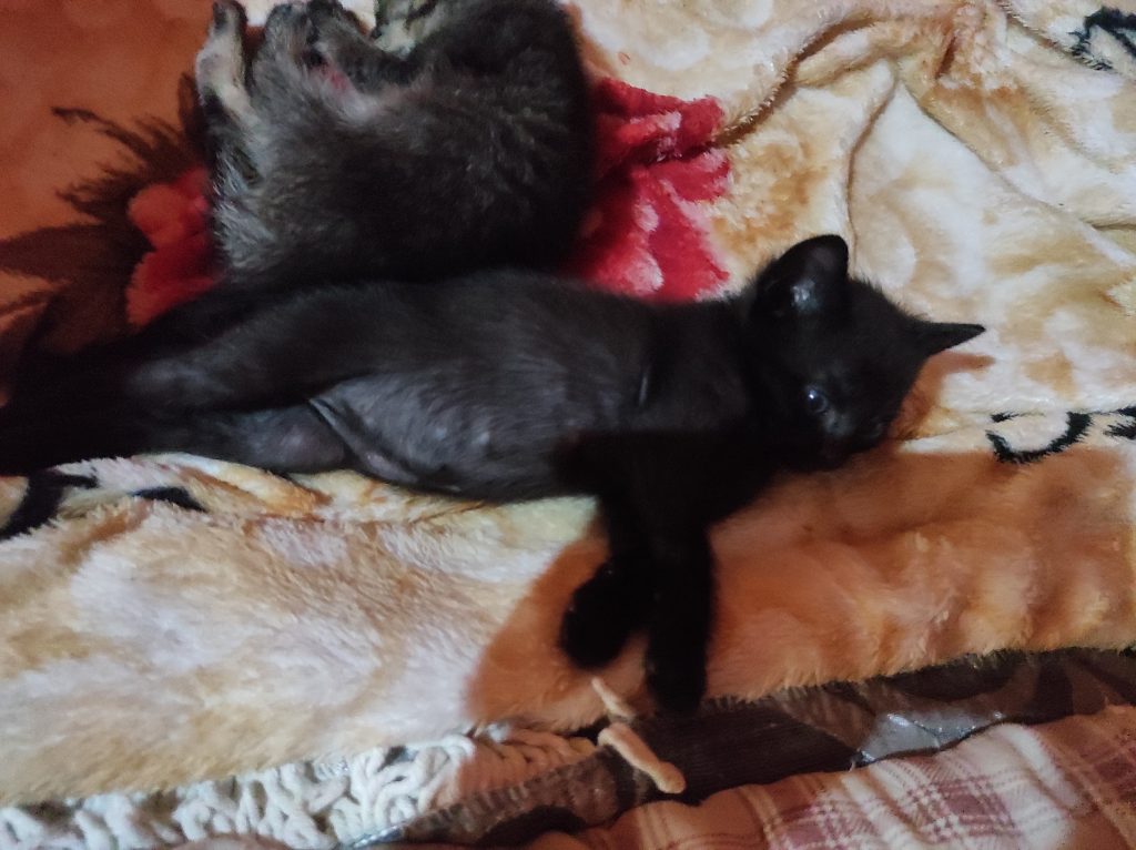 Pequenos anjos