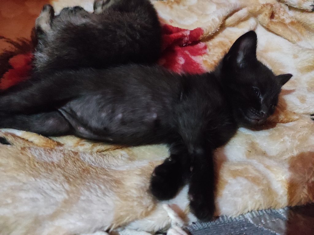 Pequenos anjos