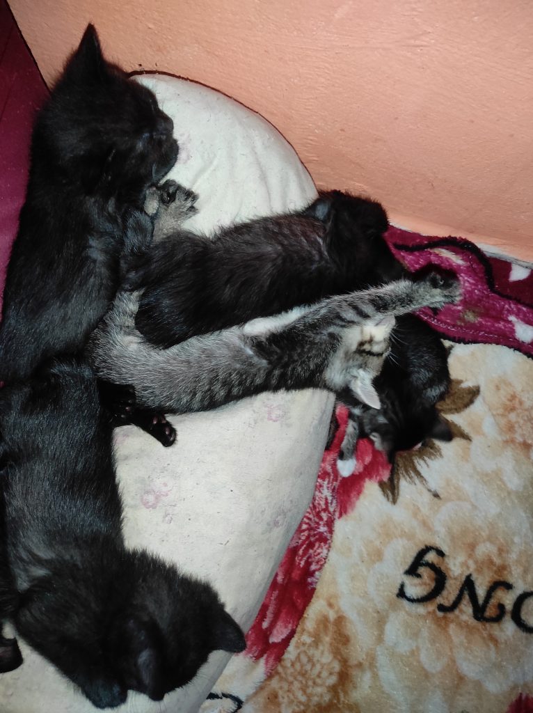 Pequenos anjos