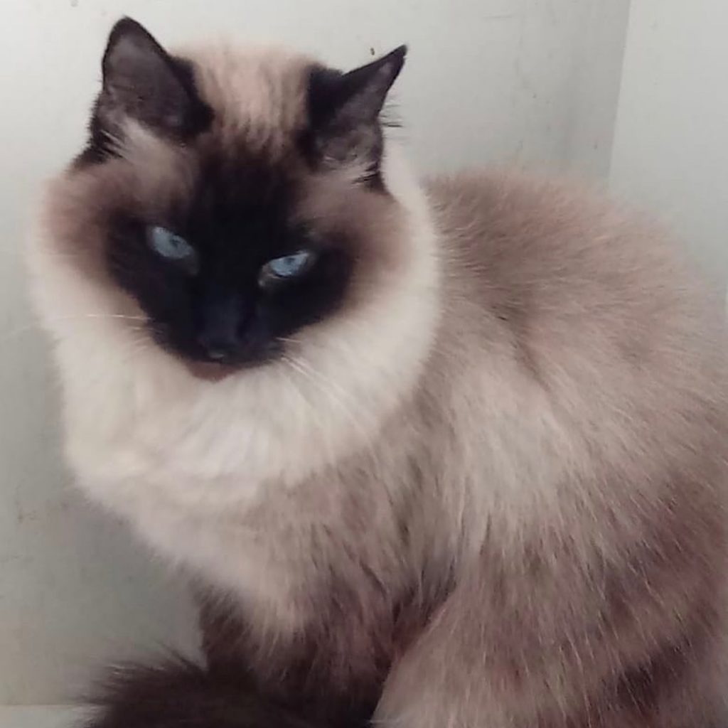 Gatinha linda