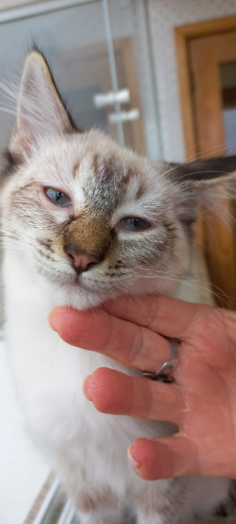 Misha bebê lindo