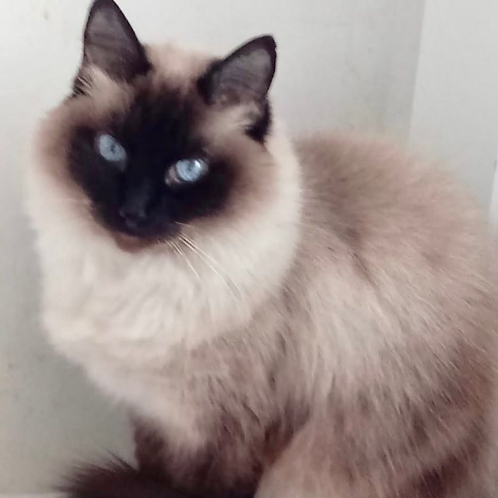 Gatinha linda
