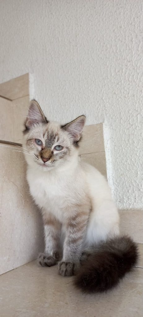 Misha bebê lindo