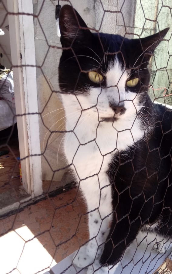 Diego lindo gatinho