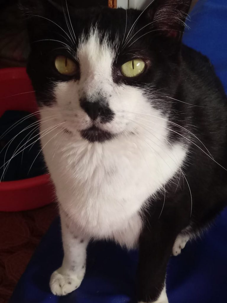 Diego lindo gatinho