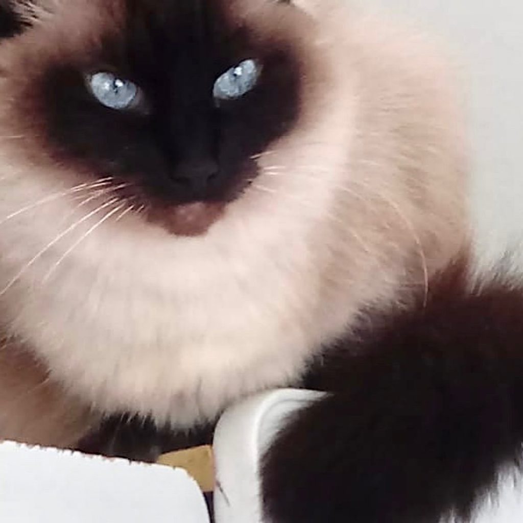 Gatinha linda