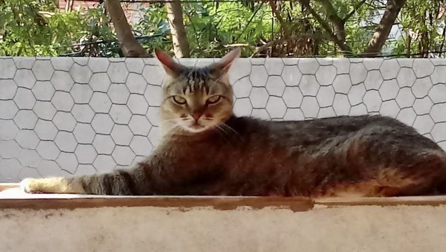 Ruivo lindo