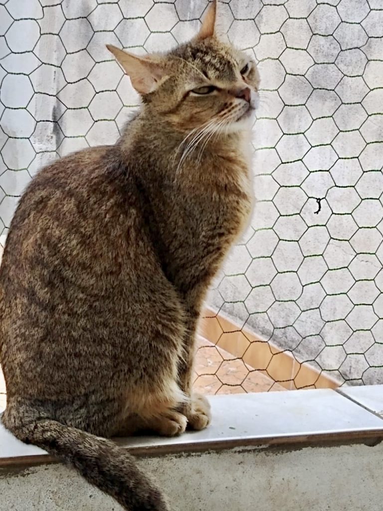 Ruivo lindo