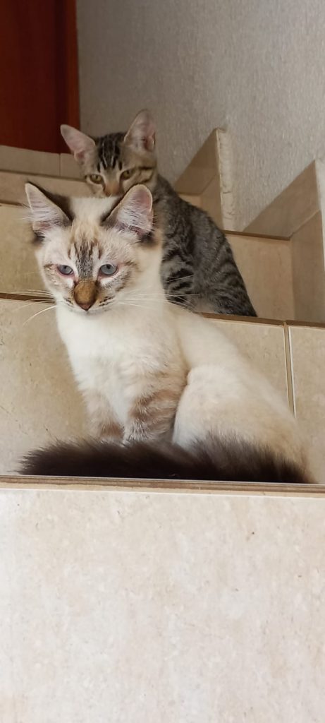 Misha bebê lindo