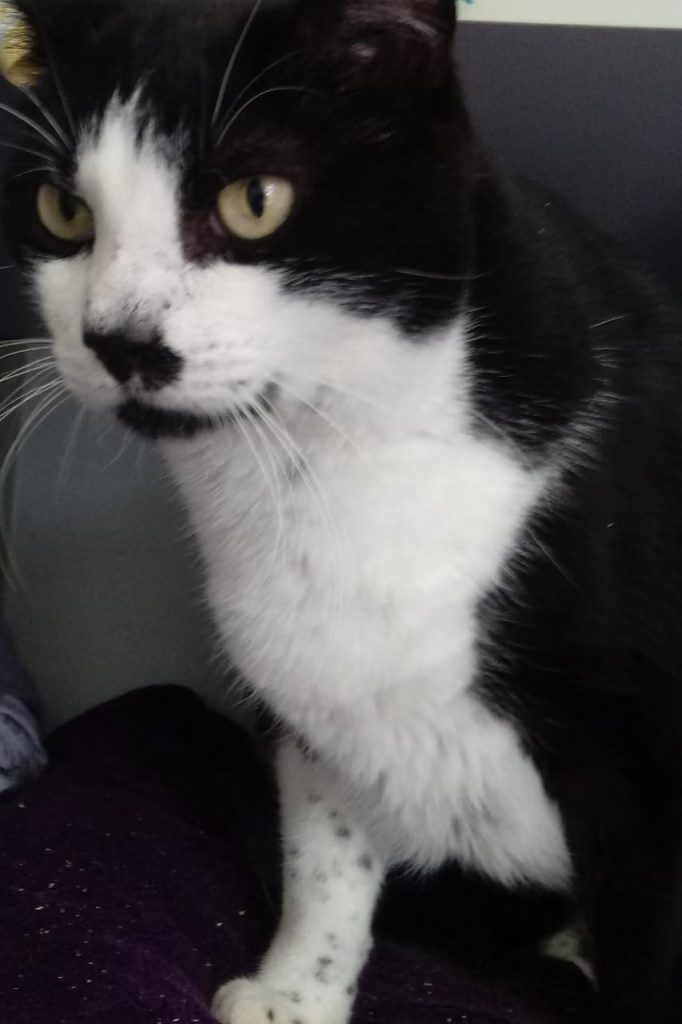 Diego lindo gatinho