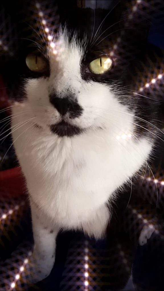 Diego lindo gatinho