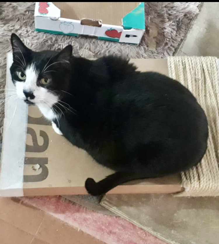 Diego lindo gatinho