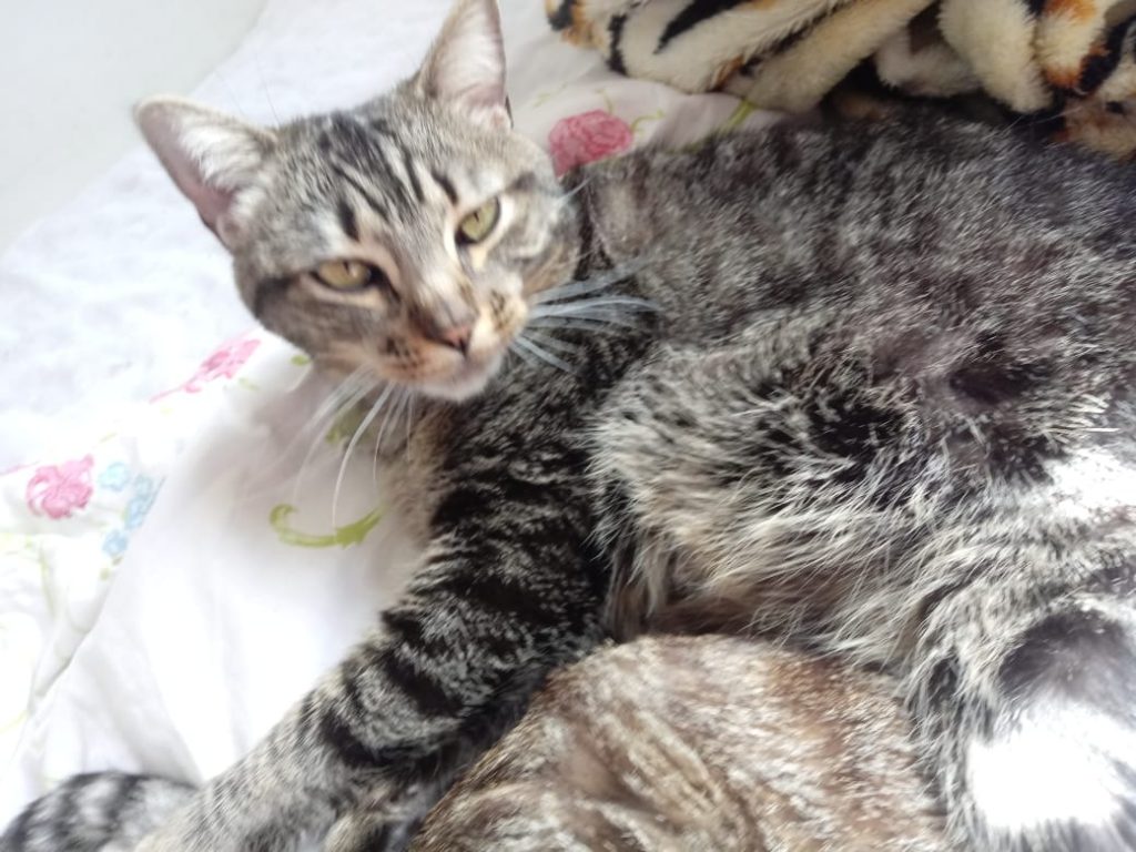Raja linda gatinha