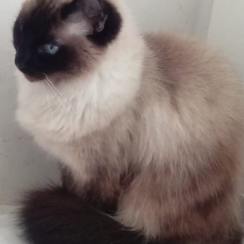 Gatinha linda