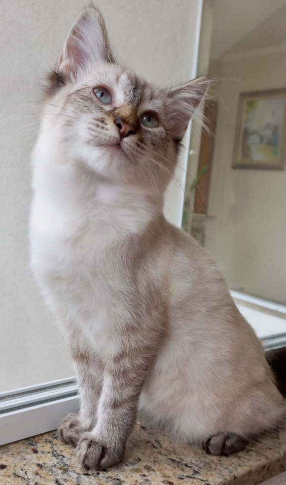 Misha bebê lindo