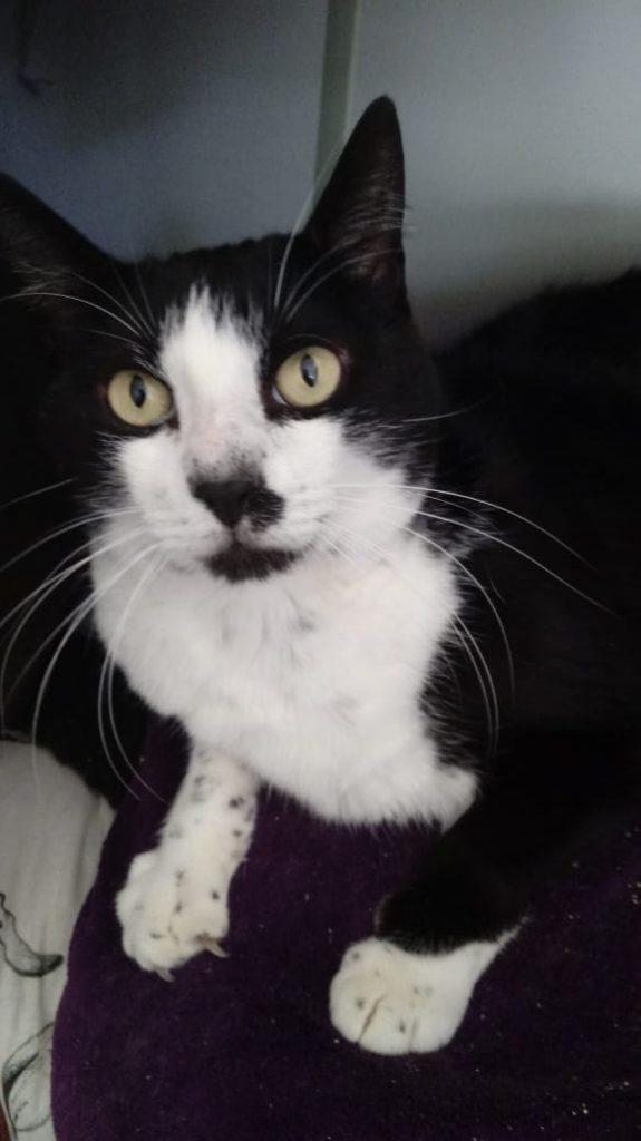 Diego lindo gatinho