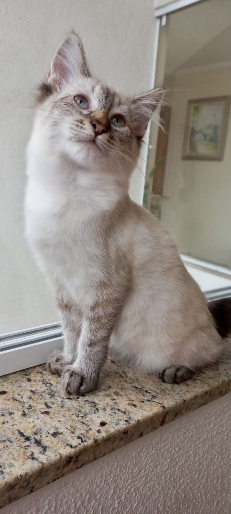 Misha bebê lindo