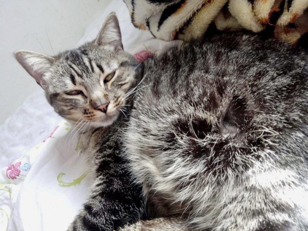 Raja linda gatinha