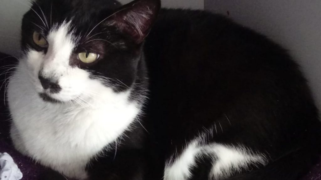 Diego lindo gatinho