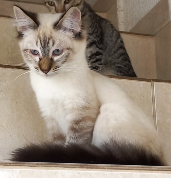 Misha bebê lindo