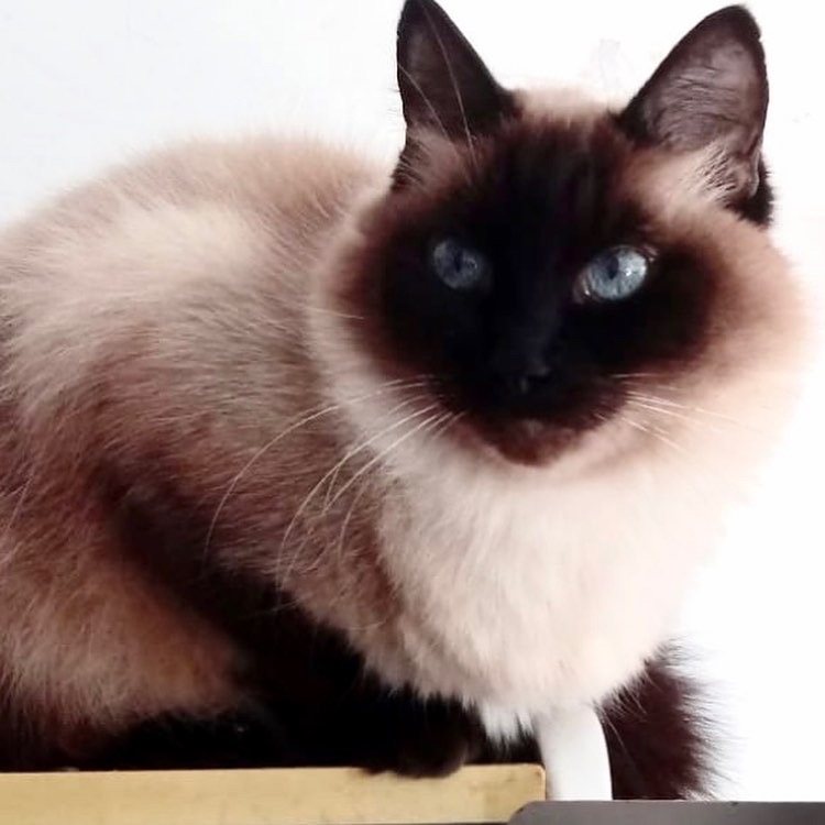 Gatinha linda