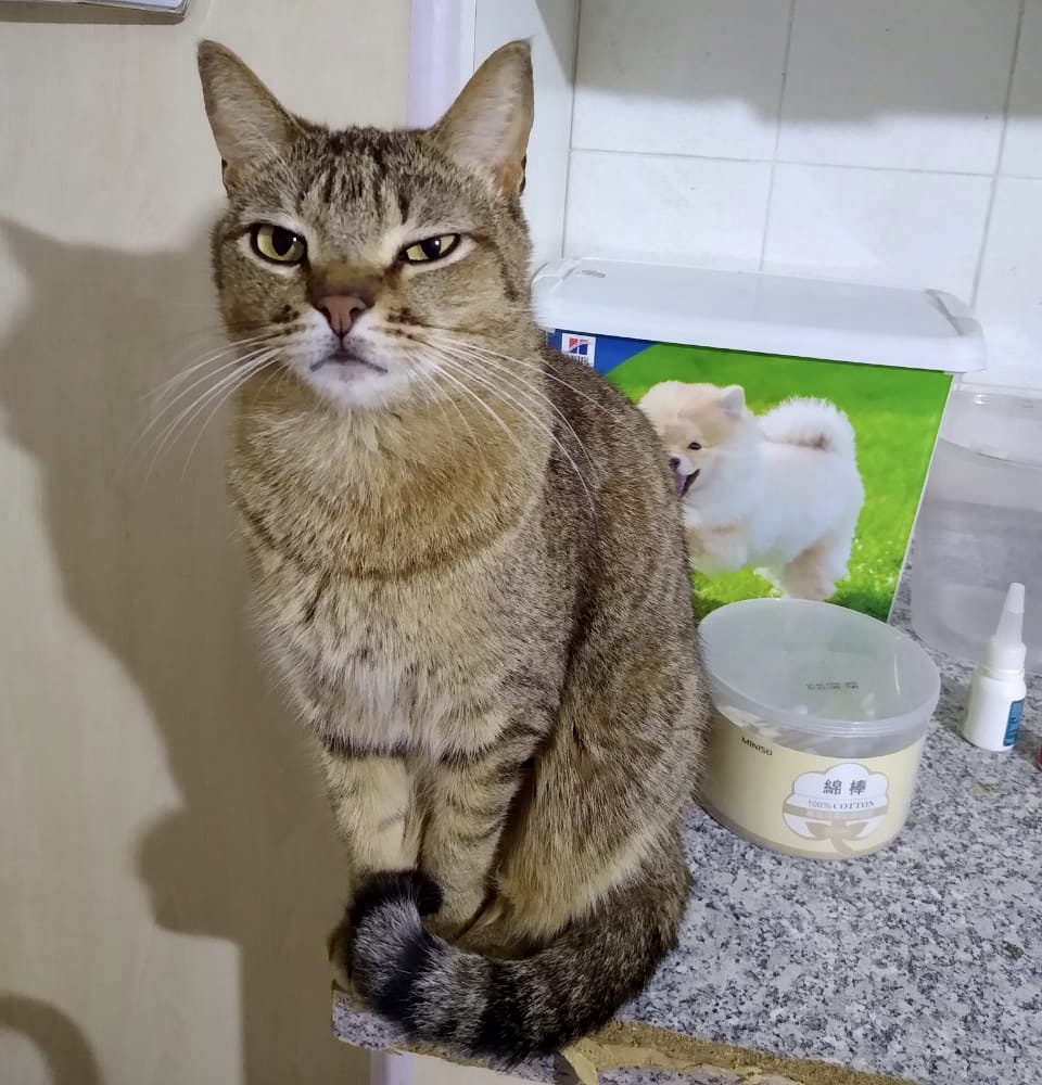 Ruivo lindo
