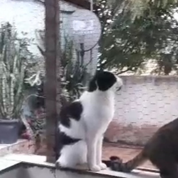 Pitoco SUPER Fofo