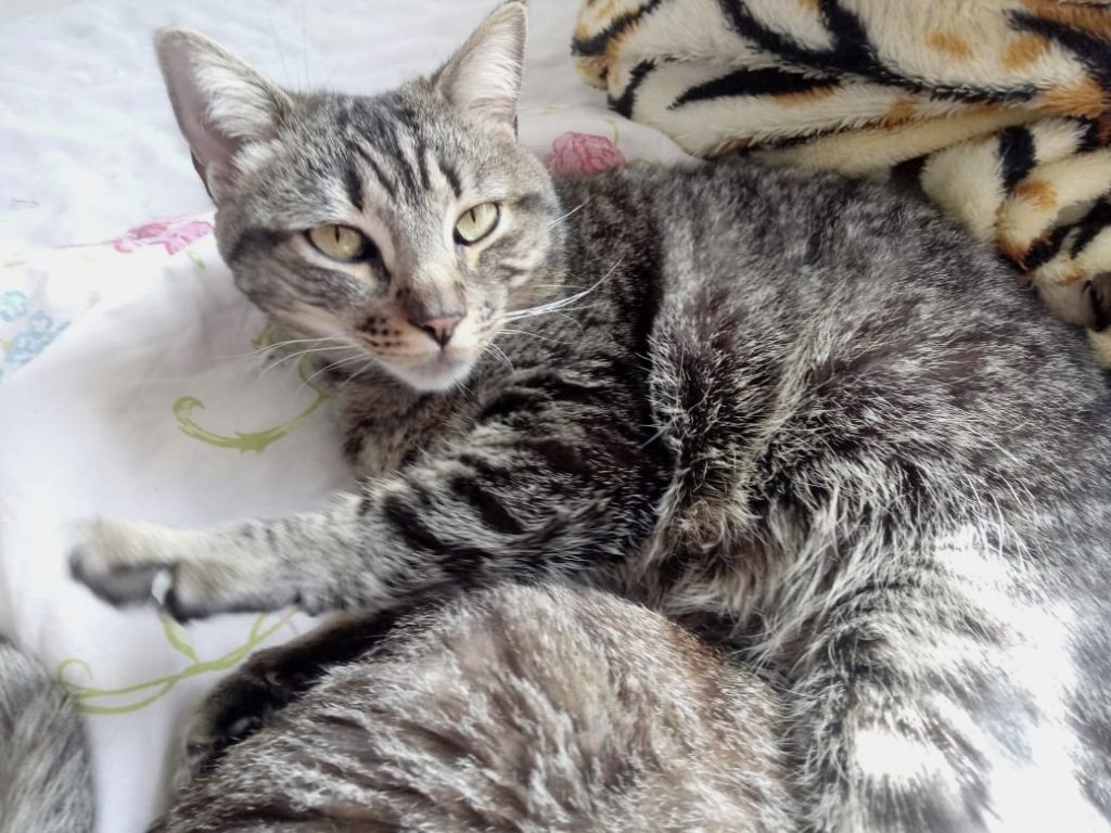 Raja linda gatinha
