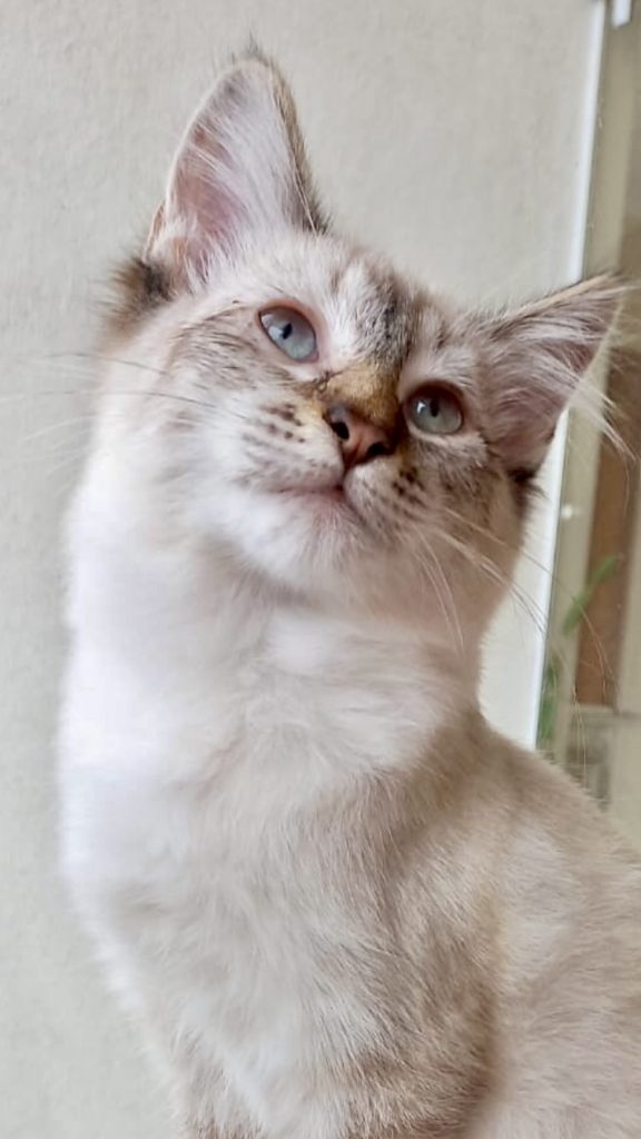 Misha bebê lindo