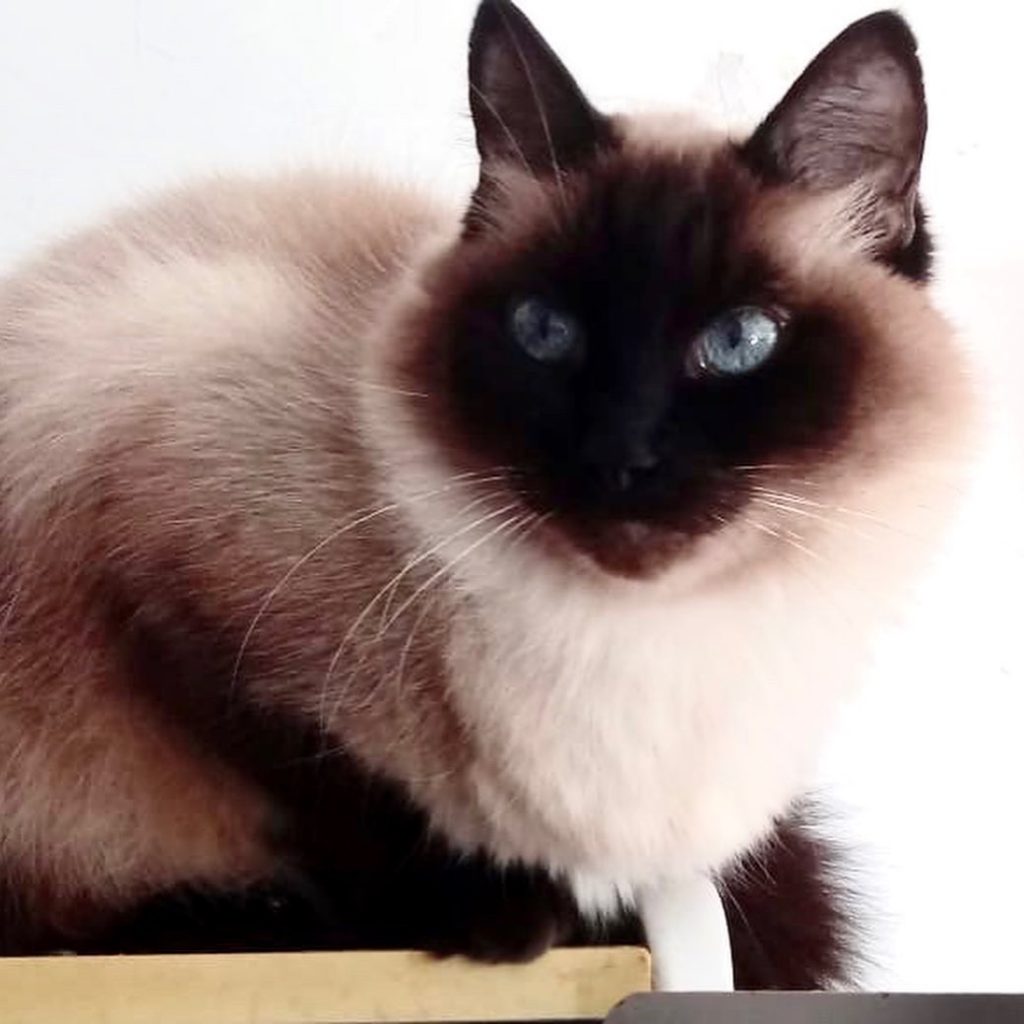 Gatinha linda