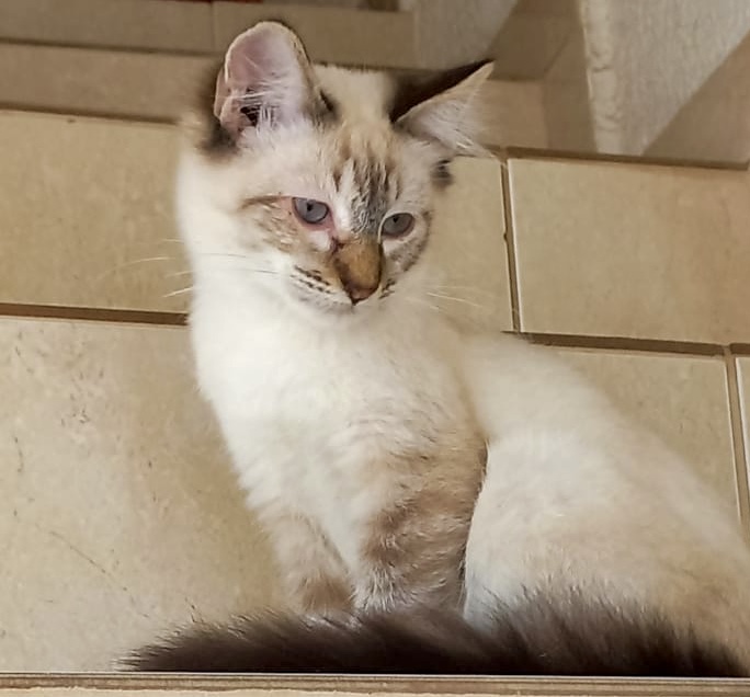 Misha bebê lindo