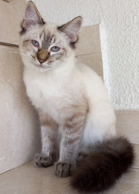 Misha bebê lindo
