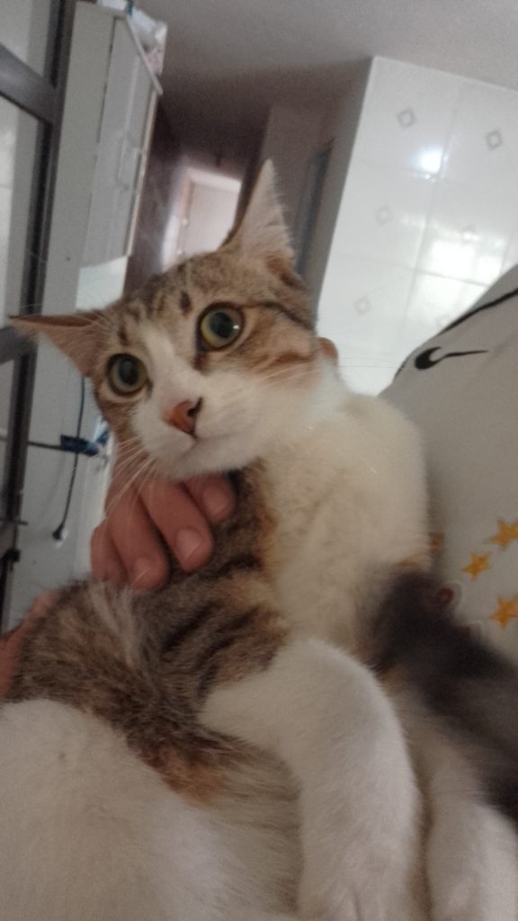 Chico e Tiggar