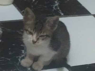 Estou doando 3 gatinhas bebe