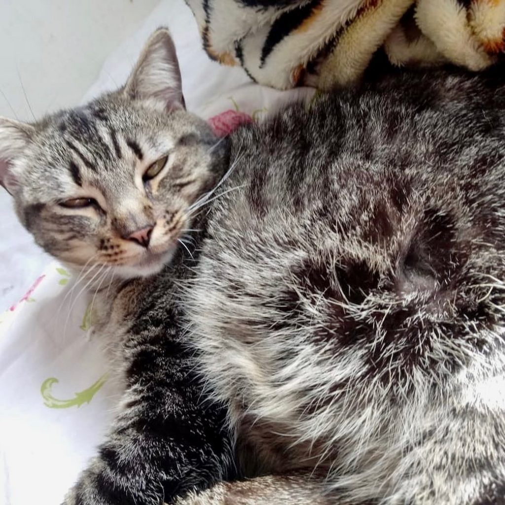 Raja linda gatinha