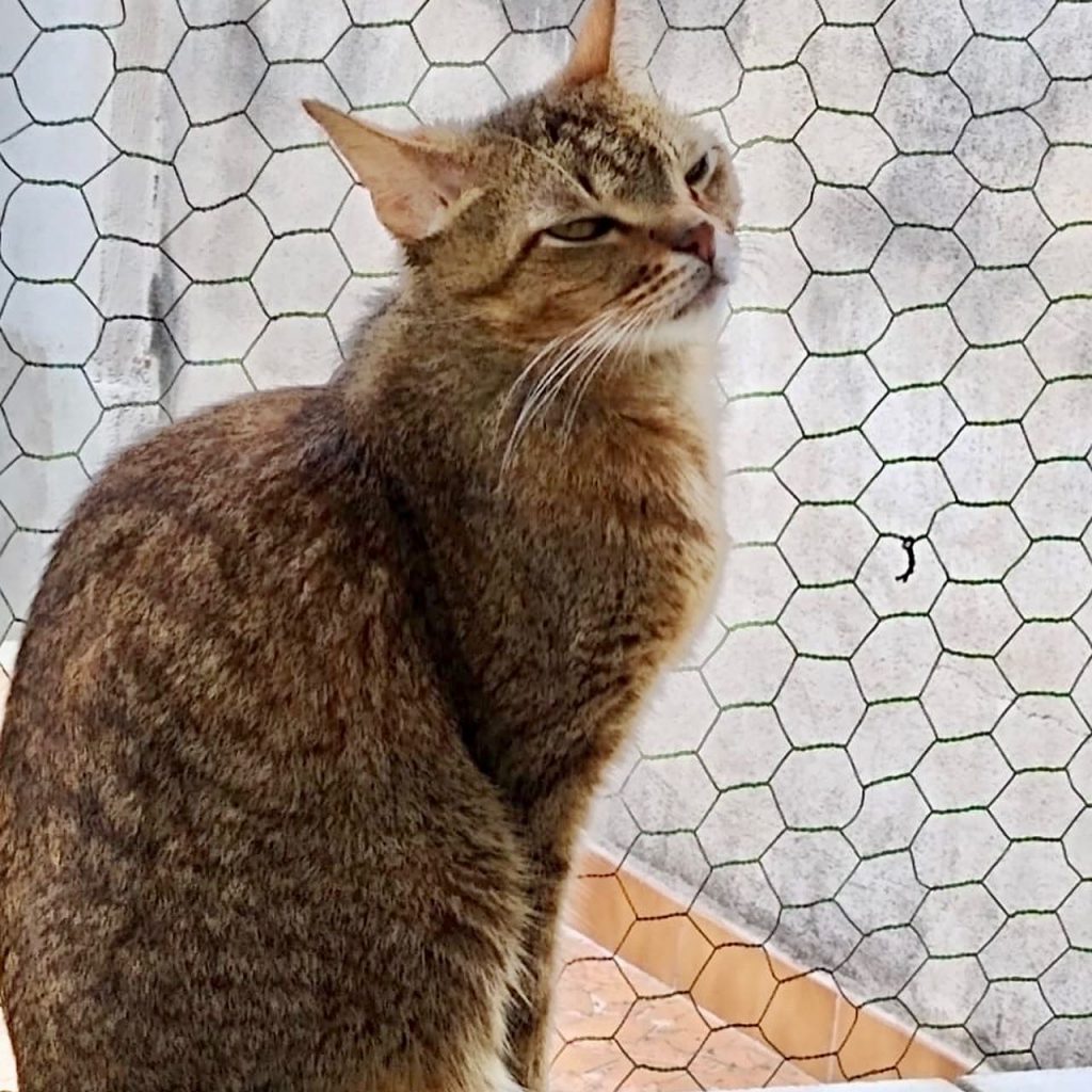 Ruivo lindo gatinho